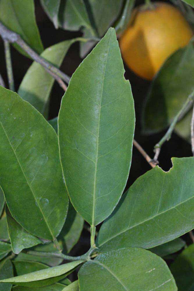              Unifoliolate leaf (Riverside, CA)       